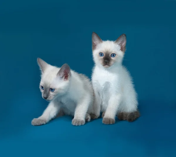 Два тайских белых котенка сидят на голубом — стоковое фото
