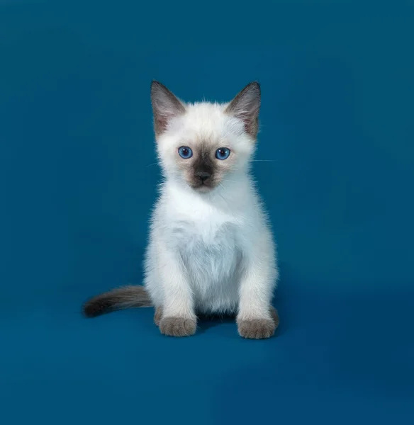 Tailandés blanco gatito sentado en azul —  Fotos de Stock