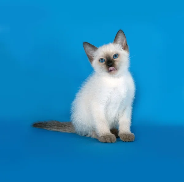 Тайский белый котенок сидит на голубом — стоковое фото