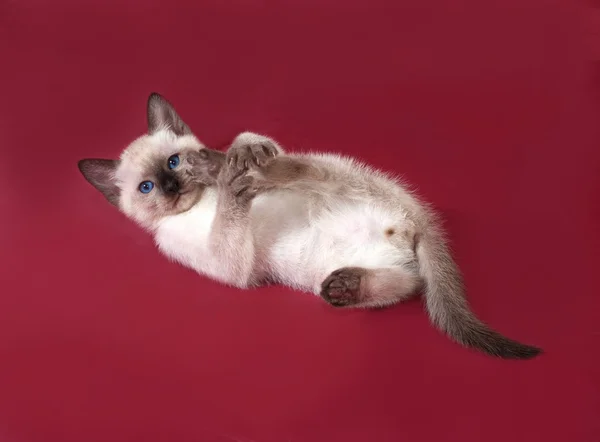 Thai white kitten lies on red — Stock Photo, Image