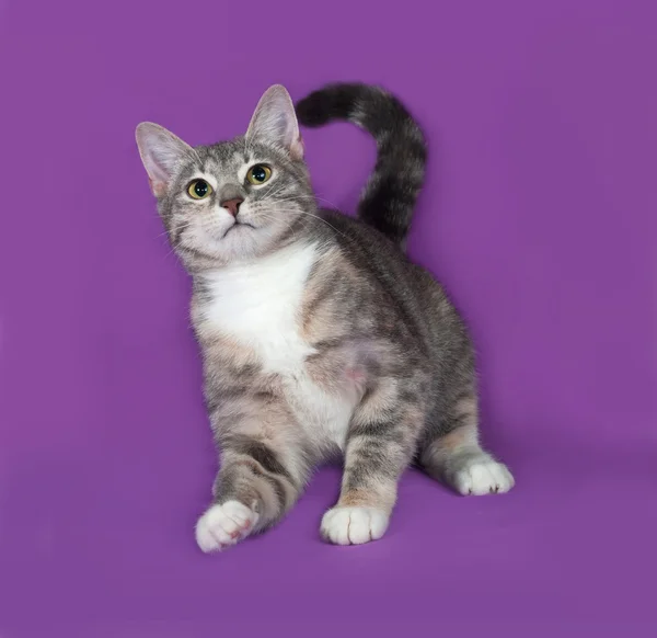 Tricolor rayas gato sentado en lila — Foto de Stock