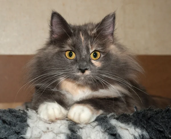 Трехцветная кошка, сидящая на черно-белом постельном белье — стоковое фото