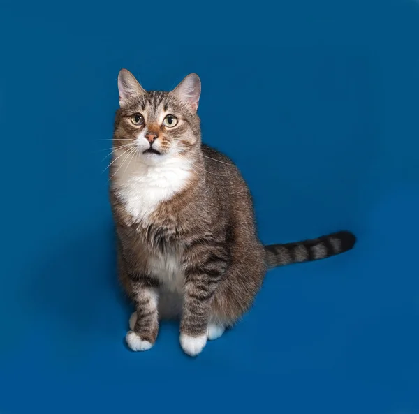 Gestromte und weiße Katze sitzt auf blau — Stockfoto