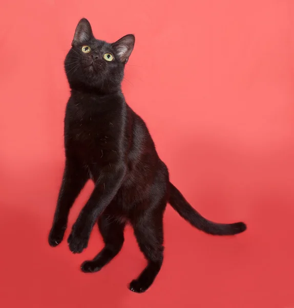 Turuncu siyah kedi ayakta — Stok fotoğraf