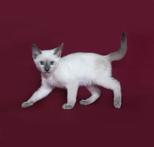 Thajština bílé kotě na burgundské — Stock fotografie