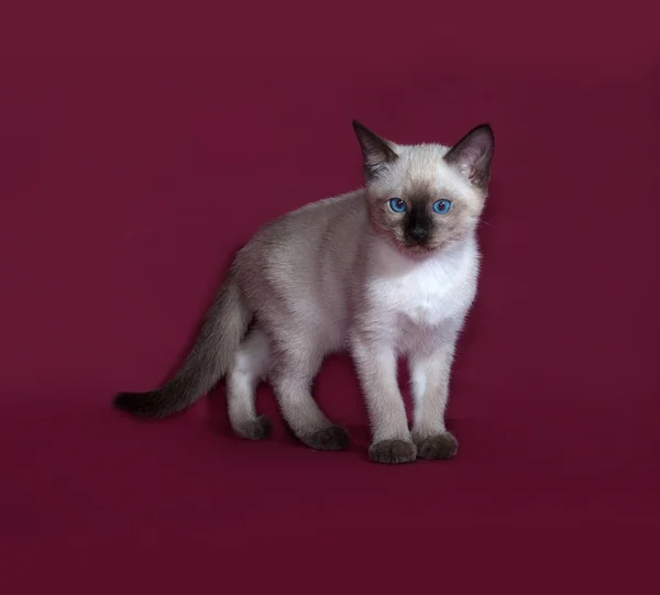 Thai white kitten standing on burgundy — Stock Photo, Image