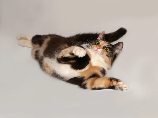 Tricolor jovem gato encontra-se em cinza — Fotografia de Stock