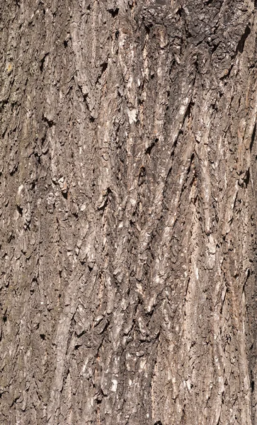 Textura staré kůry stromu — Stock fotografie