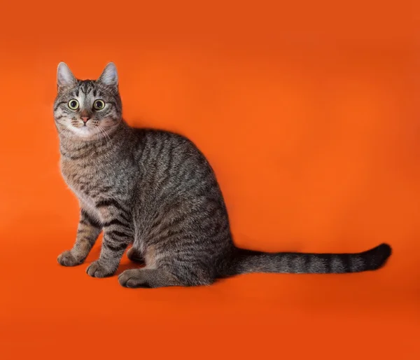 Табби-кот сидит на апельсине — стоковое фото