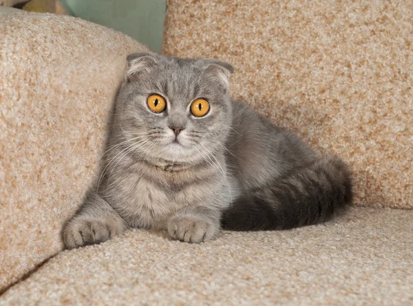 Scottish fold grå katt liggande på soffan — Stockfoto