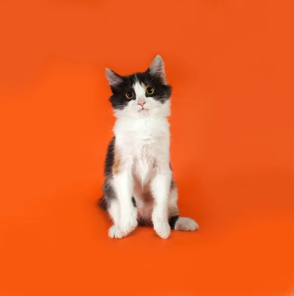 Tricolor fluffy kitten sitting on orange — Stock Photo, Image
