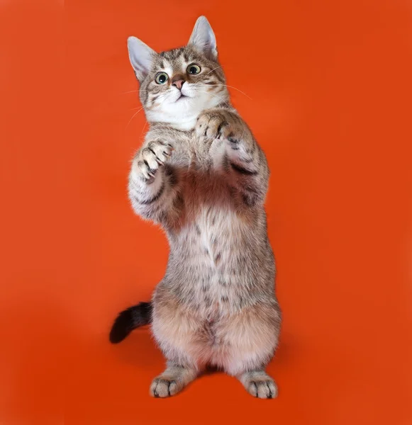 Tabby kattunge stående på orange — Stockfoto