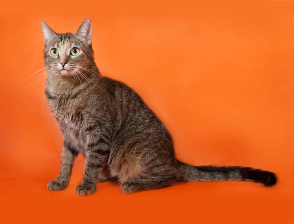 Tricolor gestreifte Katze sitzt auf orange — Stockfoto