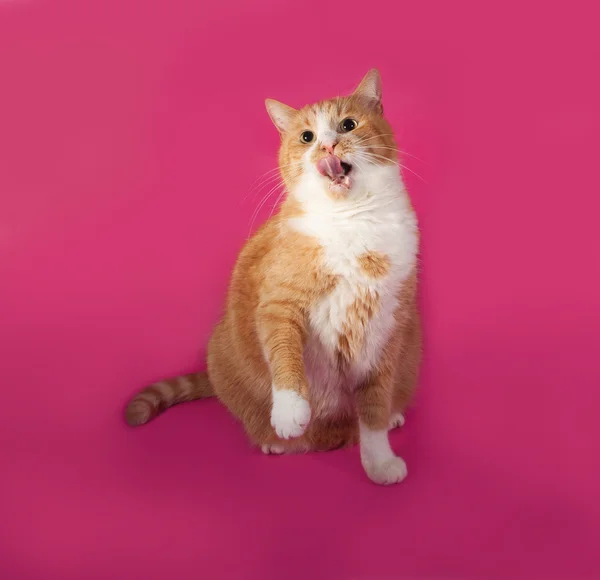 Tjocka röda och vita katt sitter på pink — Stockfoto