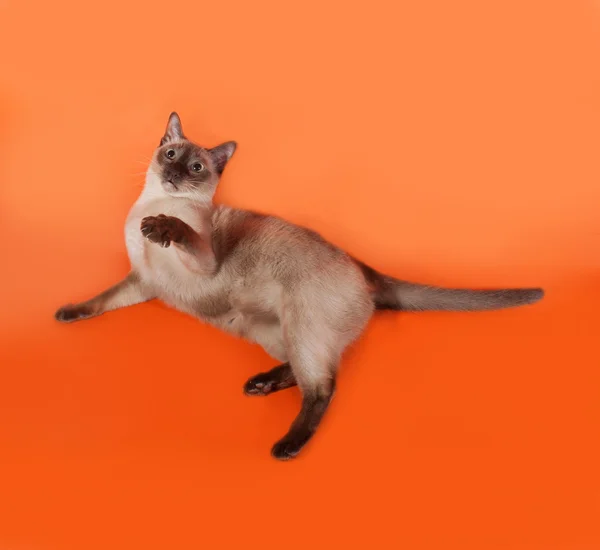 Thailändsk katt med blå ögon liggande på orange — Stockfoto
