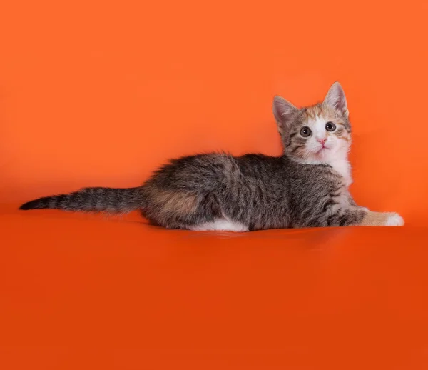 Tricolor striped kitten sitting on orange — Stock Photo, Image