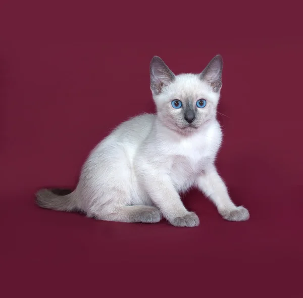 Tailandês gatinho branco sentado na Borgonha — Fotografia de Stock