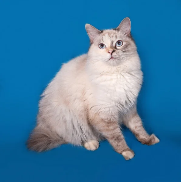 Siberische Kat zegel punt zittend op blauw — Stockfoto