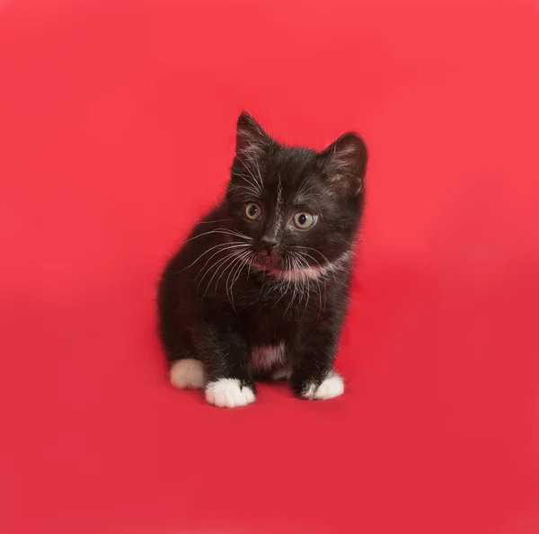 Zwart-wit pluizig kitten zittend op rood — Stockfoto