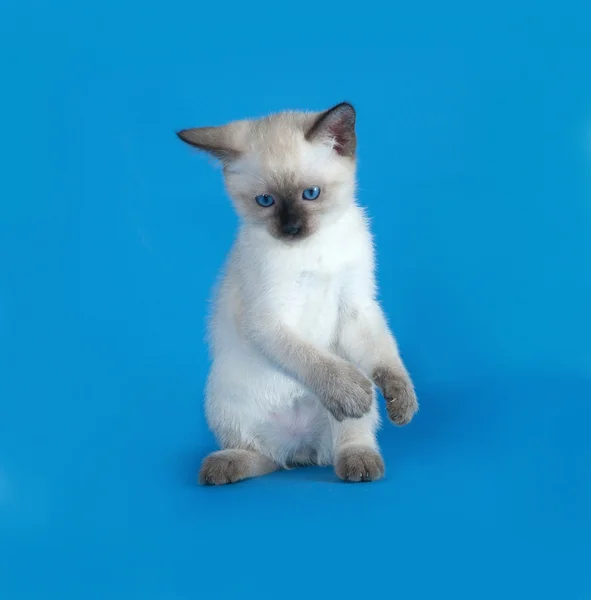 Thai white kitten sitting on blue — Stock Photo, Image