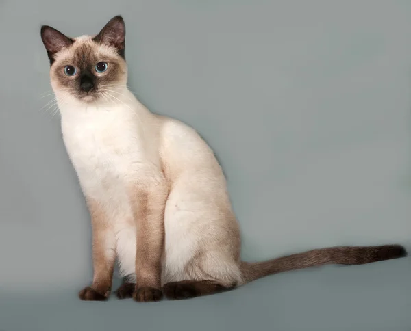 Tailandés gato con azul ojos sentado en gris —  Fotos de Stock