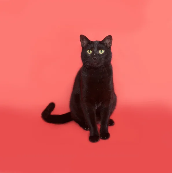 Černá kočka sedí na oranžové — Stock fotografie