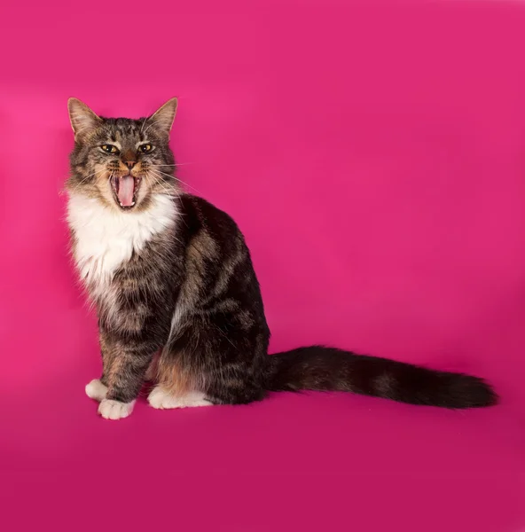 Longhaired tabby and white cat sitting on pink — Stock Photo, Image