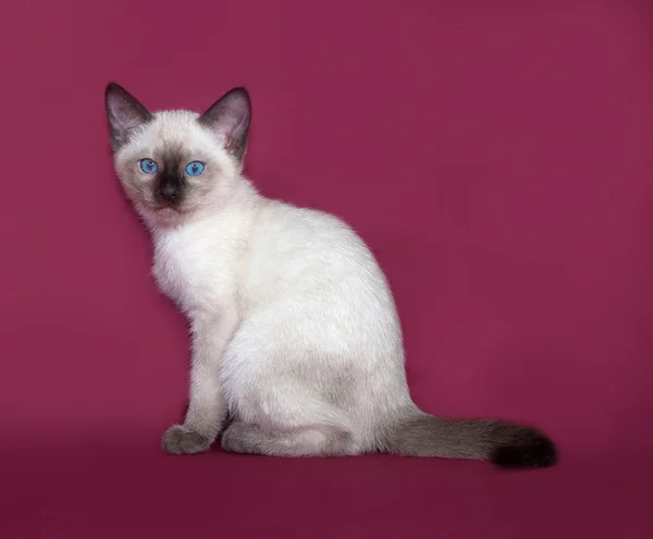 Thai white kitten sitting on burgundy — Stock Photo, Image