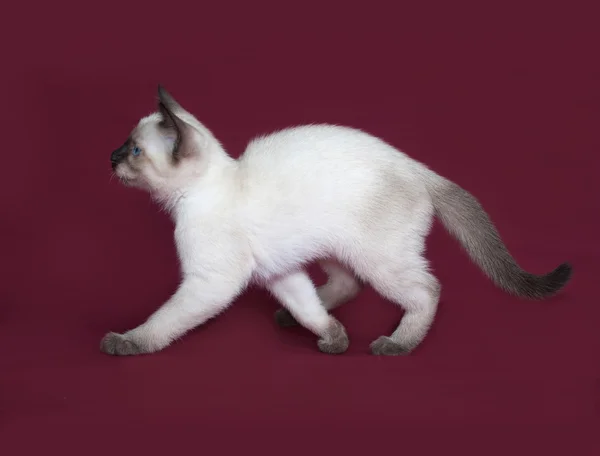 Thai white kitten going on burgundy — Stock Photo, Image