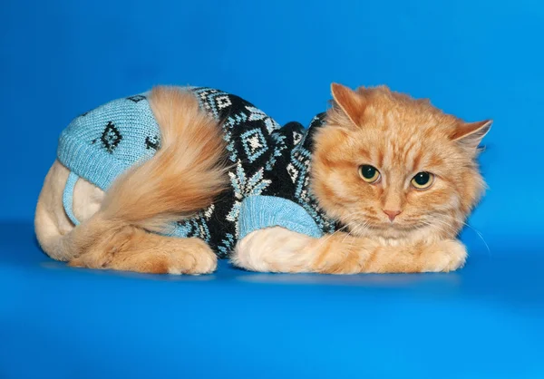 Ginger bobbed cat sweater lying on blue — Stock Photo, Image