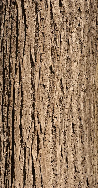 纹理的老树树皮呈绿色的青苔 — 图库照片