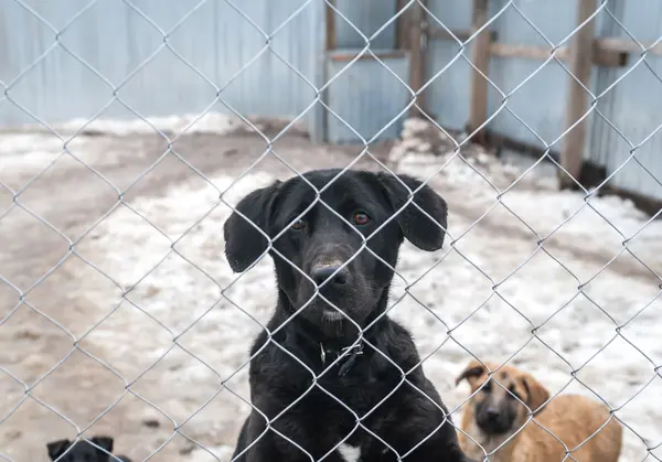 Black dog and puppies are behind metal grid in shelter — Stock Photo, Image