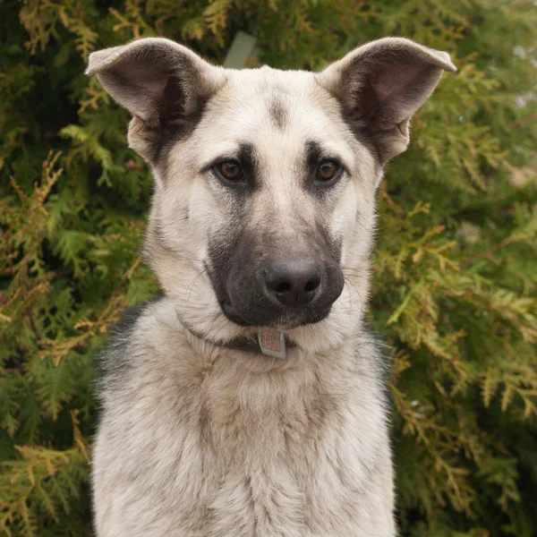 Gray dog on background of juniper — Stock Photo, Image