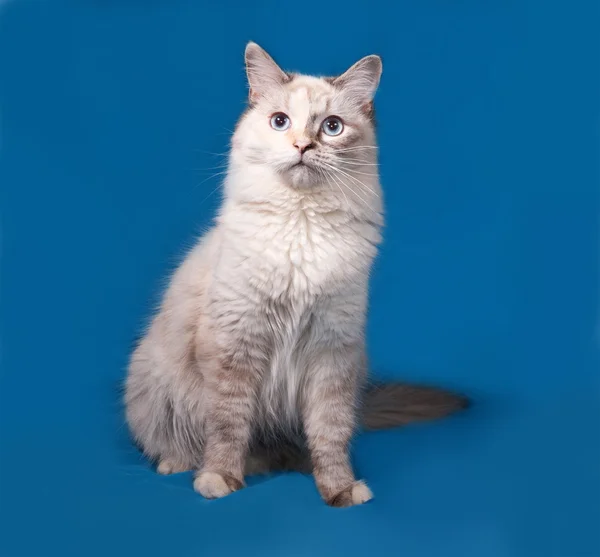 Ponto de vedação de gato siberiano sentado no azul — Fotografia de Stock