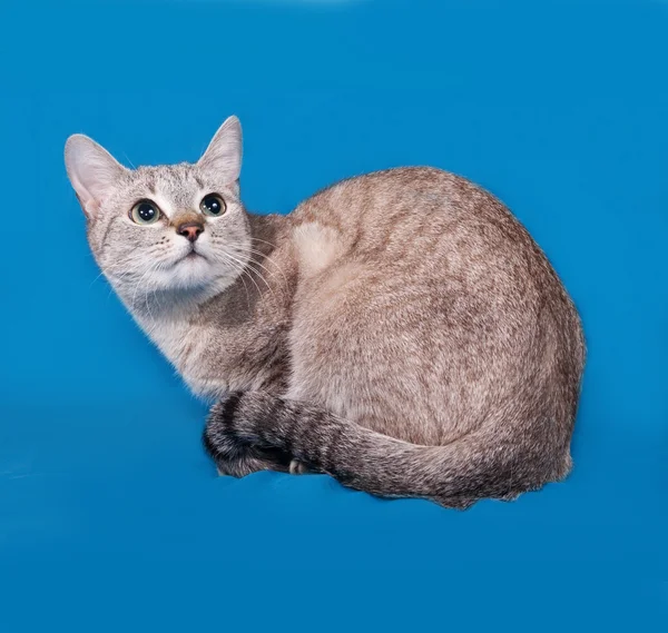 Gestreepte grijze kat, zittend op blauw — Stockfoto