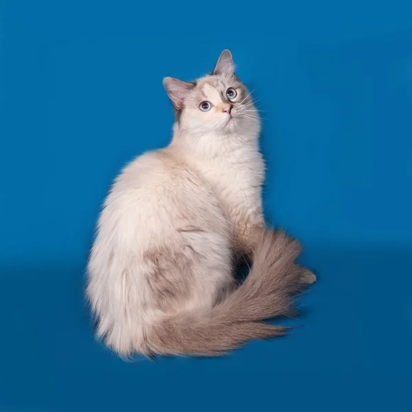 Ponto de vedação de gato siberiano sentado no azul — Fotografia de Stock