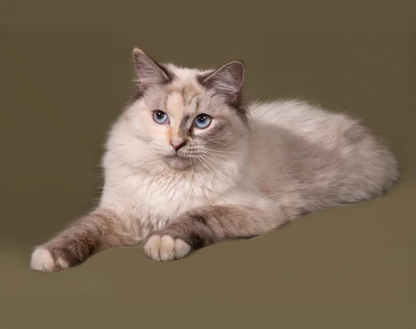 Siberian gato ponto de vedação encontra-se no verde — Fotografia de Stock