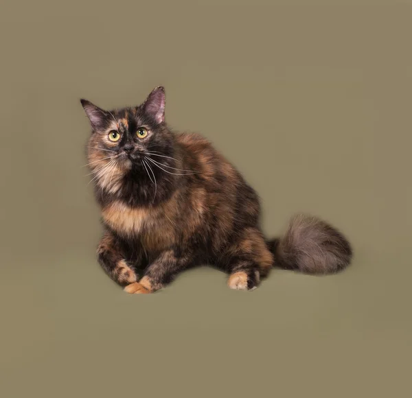 Tortoiseshell cat sitting on green — Stock Photo, Image