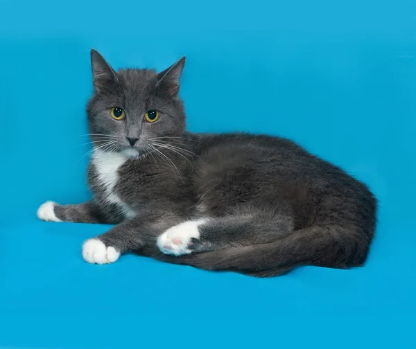 Gato gris y blanco acostado sobre azul — Foto de Stock