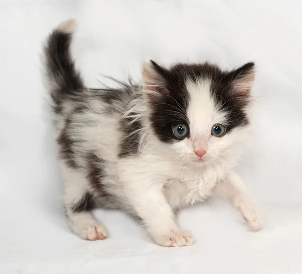 Bianco e nero soffice gattino va su grigio — Foto Stock