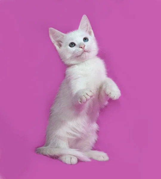 Fluffy white kitten standing on hind legs on pink — Stock Photo, Image