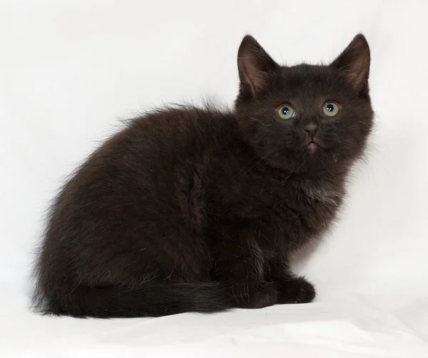 Mały czarny kotek siedzi na szaro — Zdjęcie stockowe
