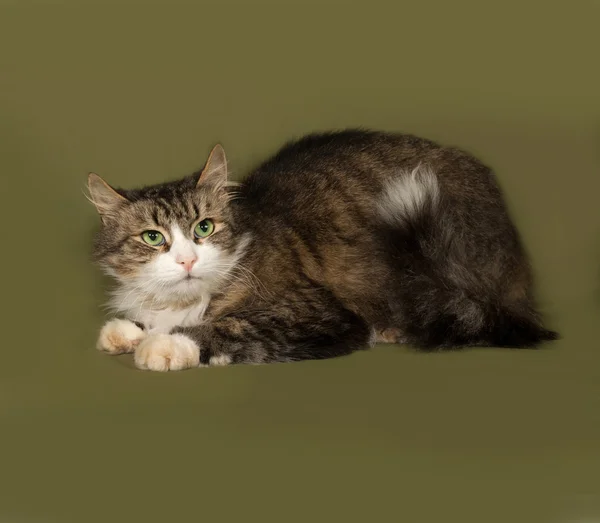 Fluffy tabby and white cat standing on green — Stock Photo, Image