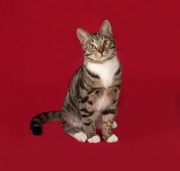 Tabby en witte kat zittend op rood — Stockfoto