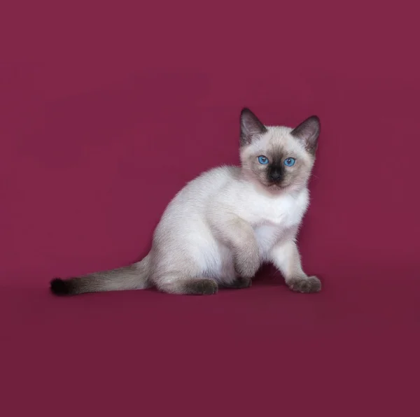 Thai white kitten sitting on burgundy — Stock Photo, Image