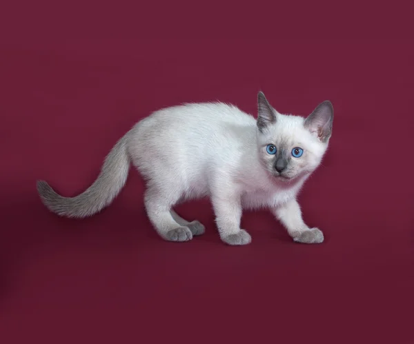 Тайский белый котёнок, стоящий на бордовом — стоковое фото