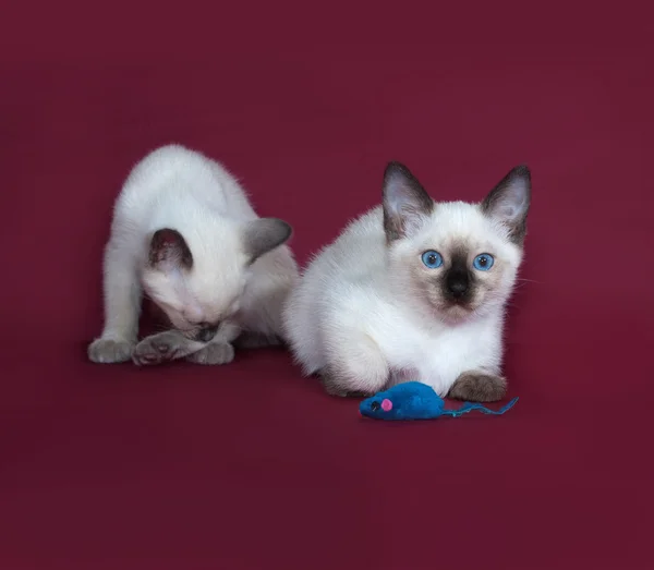 Två thailändska vit kattunge sitter på Bourgogne — Stockfoto