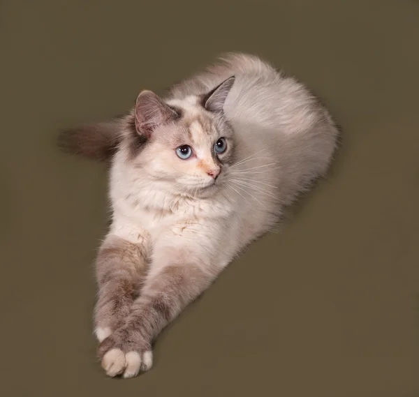 Siberian gato ponto de vedação encontra-se no verde — Fotografia de Stock