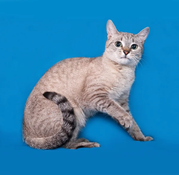 Pasiasty szary kot siedzi na niebiesko — Zdjęcie stockowe