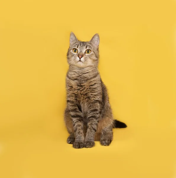 Grijs gestreepte kat, zittend op geel — Stockfoto